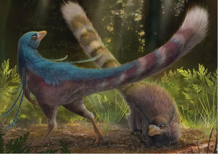 巴西东北部发现的新恐龙物种Ubirajara jubatus（Dani Navarro）