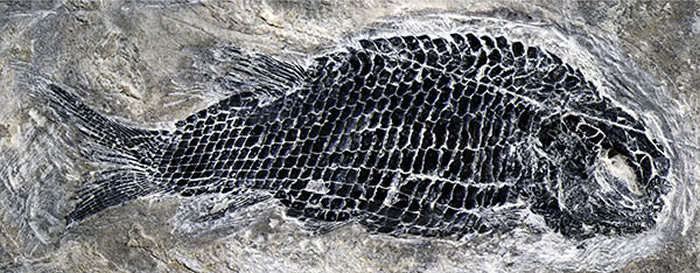 亚洲肋鳞裂齿鱼完整标本 (徐光辉供图)
