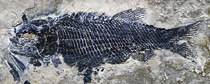 亚洲肋鳞裂齿鱼完整标本 (徐光辉供图)