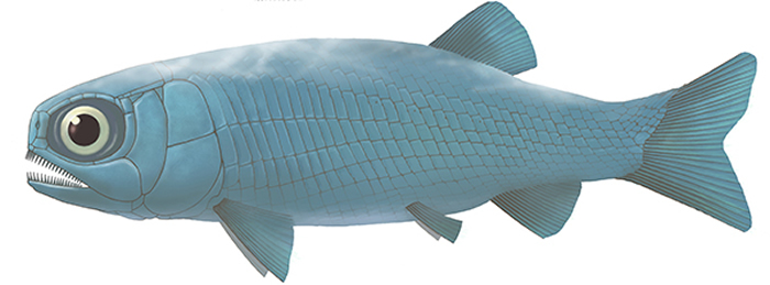 亚洲肋鳞裂齿鱼复原图 (许勇供图)