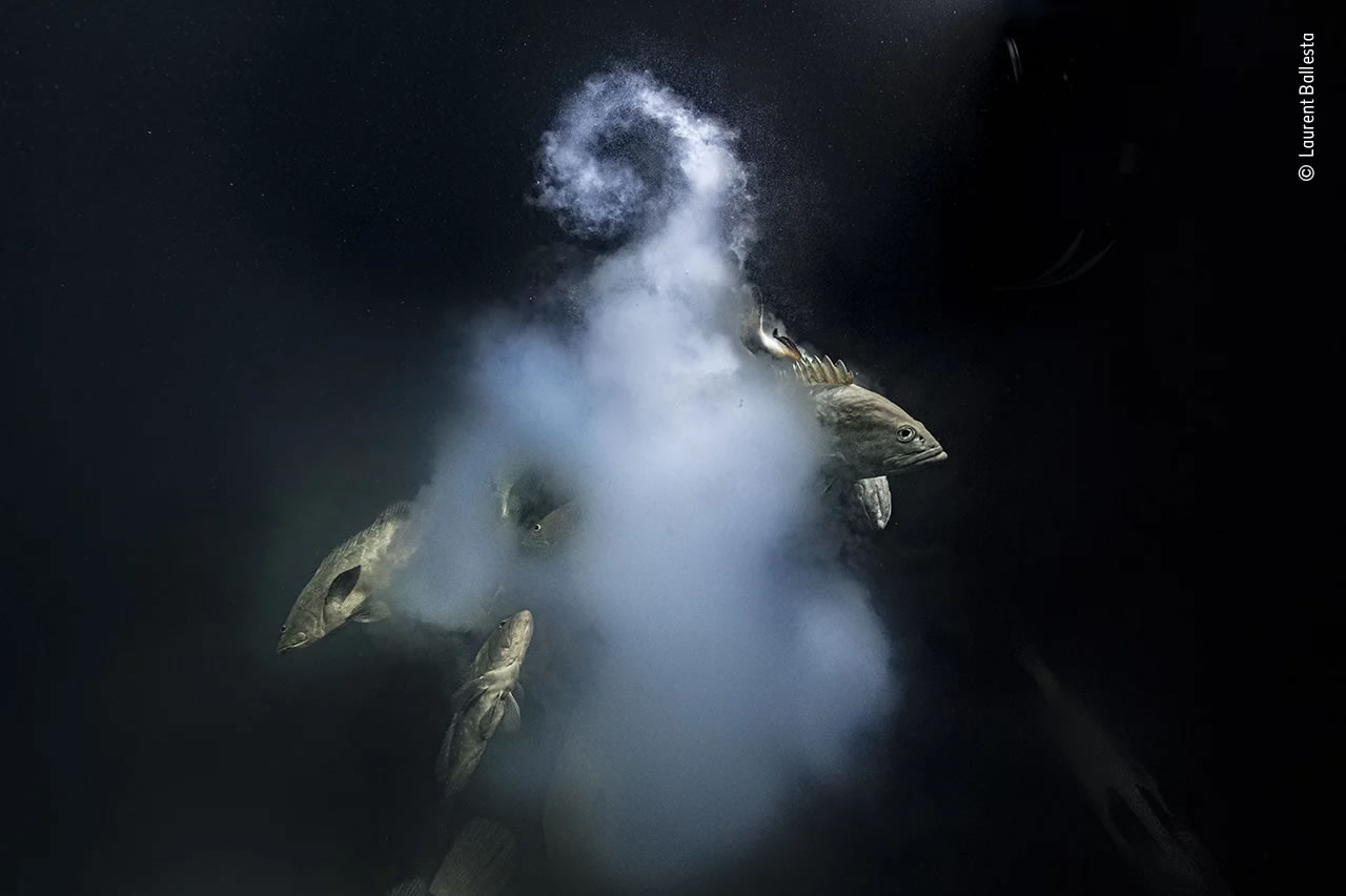 法国摄影师巴列斯塔待水中3千小时在太平洋法卡拉瓦环礁拍下石斑鱼体外受精爆炸瞬间