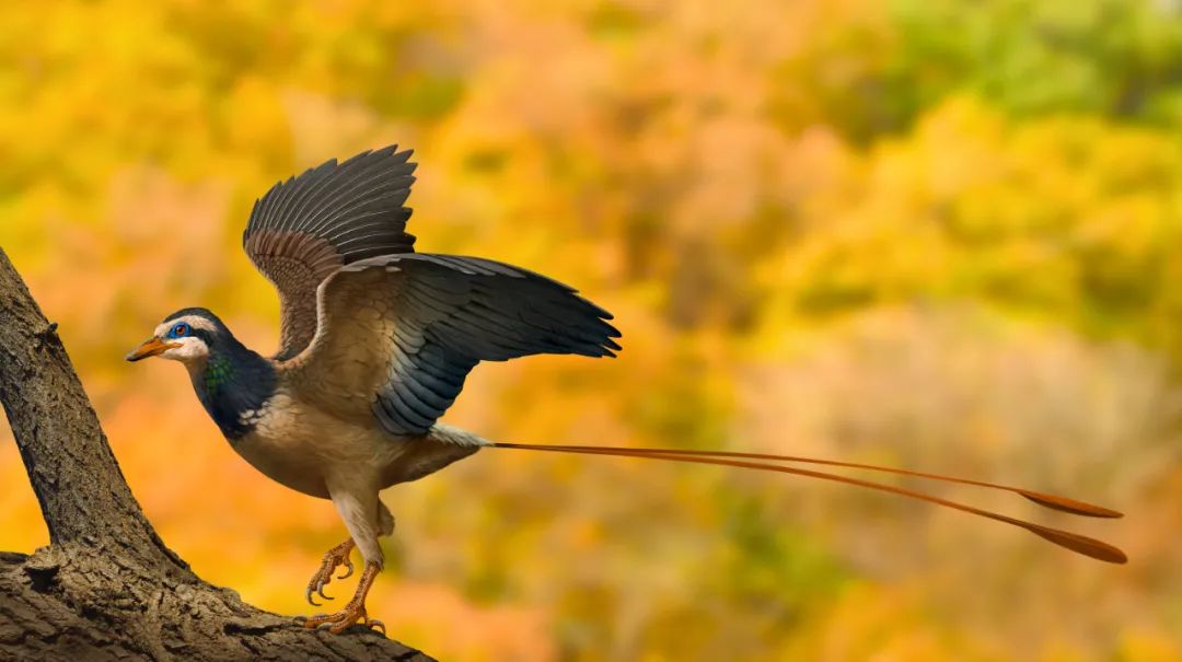 河南自然博物馆将一件保存完好的反鸟骨骼化石命名为“君昌豫鸟”