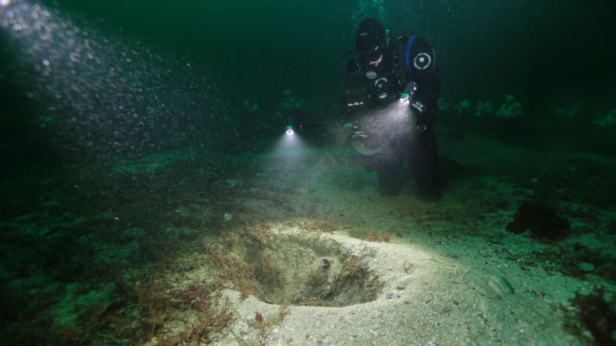 海獭种群在海底觅食时造成的物理干扰增加了周围鳗草的遗传多样性