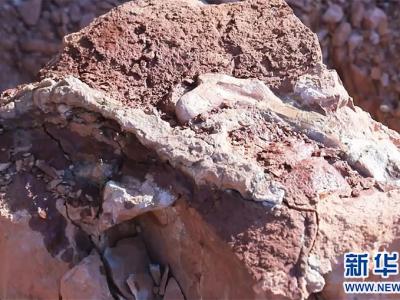 内蒙古阿拉善盟马鬃山地区发现珍贵恐龙幼体化石