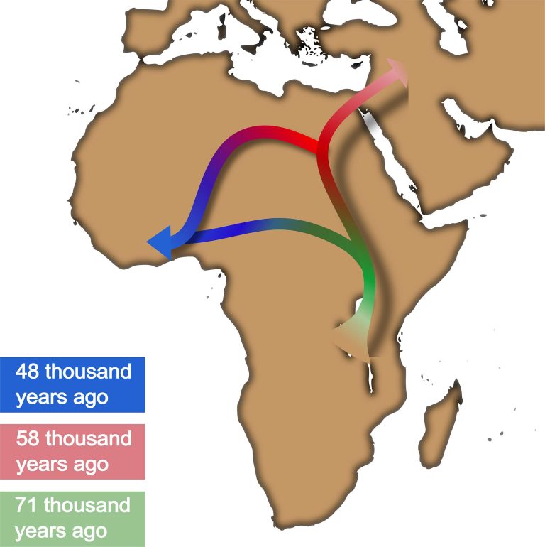 新研究认为在非洲以外的扩张之前 人类有一个从东非到西非的重大流动
