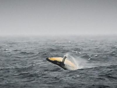 阿根廷鲸鱼保护研究所和海洋联盟科学家均认为变暖的海洋正威胁着南露脊鲸的生存