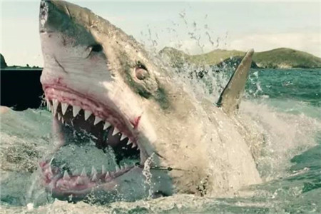 蜈支洲岛鲨鱼袭击事件,蜈支洲岛海里有鲨鱼吗?