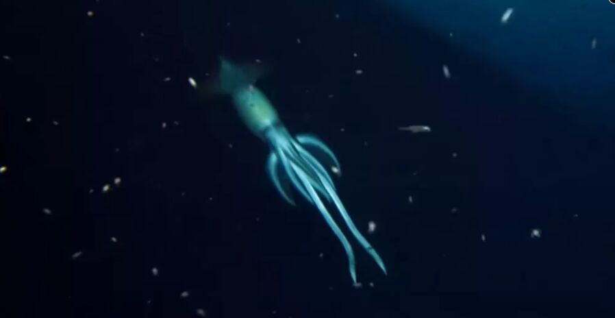 巨型紫背乌贼？OceanXplorer号研究船在调查红海沉船时发现巨型“神秘生物”