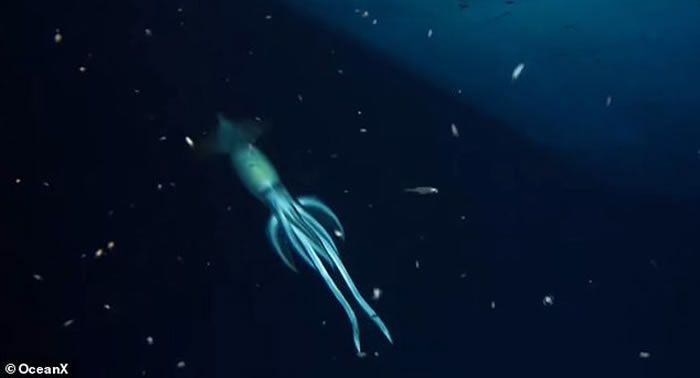 “奥兰鸢鱿”？OceanX海洋生物学家团队调查红海沉船时拍摄到巨大神秘鱿鱼