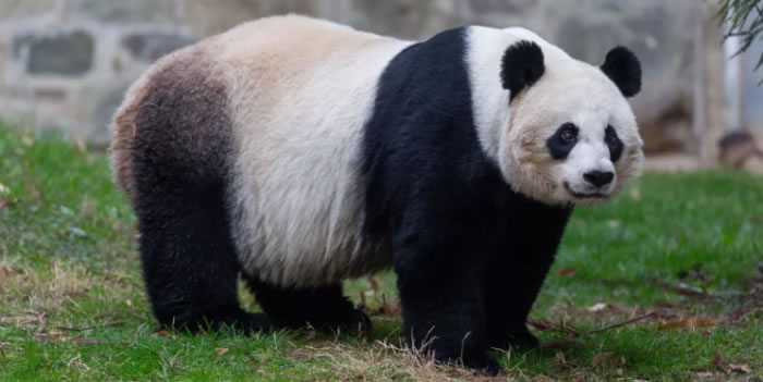 国家林业局公布全球最新大熊猫存量数字：圈养673只、野外1864只