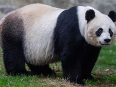 国家林业局公布全球最新大熊猫存量数字：圈养673只、野外1864只