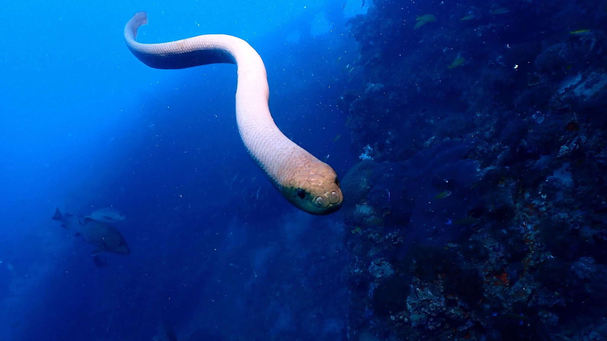 有毒橄榄海蛇攻击潜水员很可能跟交配有关