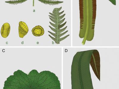新研究聚焦三叠纪末大灭绝事件对真蕨植物群落的影响