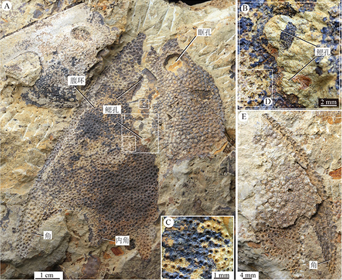 曲靖南城门西山组下部浅黄色的泥质粉砂岩中的漫游憨鱼化石照片（盖志琨提供）