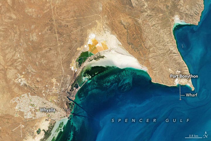 卫星图像显示澳大利亚巨型乌贼在南澳大利亚海岸阿德莱德西北部的福斯湾大规模产卵