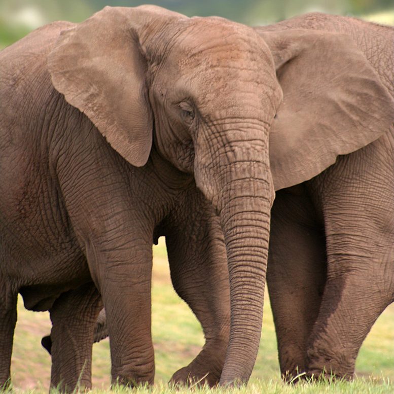 在莫桑比克内战期间激烈的象牙偷猎导致非洲雌性大象快速进化为无牙