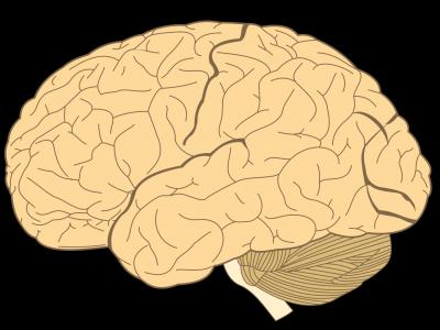 跟更新世人类祖先的大脑相比 我们的大脑更小