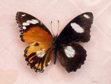 卡申夫鬼美人凤蝶真的存在吗?雌雄同体的阴阳蝴蝶