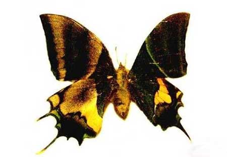 卡申夫鬼美人凤蝶真的存在吗?雌雄同体的阴阳蝴蝶