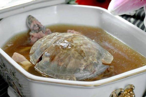 乌龟汤的功效与作用 一起煲汤的材料有哪些