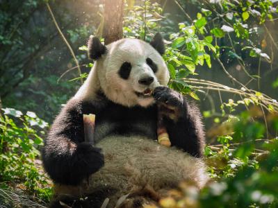 《科学报告》：大熊猫独特的黑白相间图案提供有效伪装