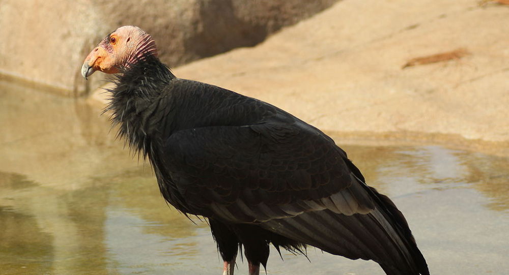 《遗传杂志》：加利福尼亚州珍稀鸟类兀鹰可以单性繁殖 无需雄性参与
