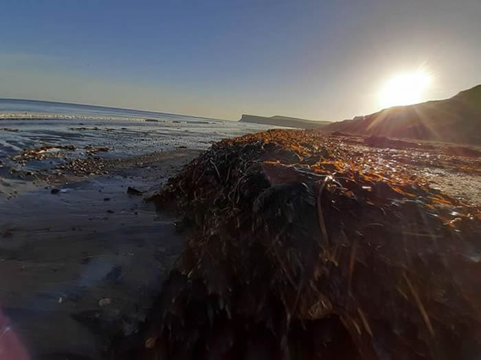 英国英格兰东北部海岸出现诡异景象 数以万计的螃蟹、龙虾及活鱼冲上岸堆积如山