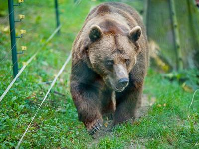 美国阿拉斯加州男子在河边骑自行车遭226公斤巨大棕熊追杀 大吼大叫用脚反击成功逃死