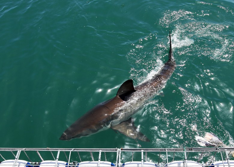 澳洲科学家研究证大白鲨视力弱 攻击或非针对人类