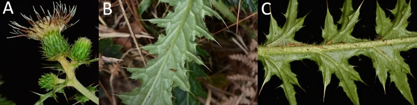 阿里山蓟（A）花序直立，花冠裂片反卷。 （B、C）阿里山蓟叶背无明显被毛。张之毅摄影。