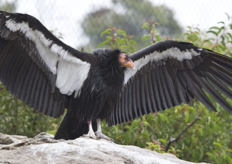 美国极危物种“加州神鹫” 雌性可以以单性繁殖形式完成生育