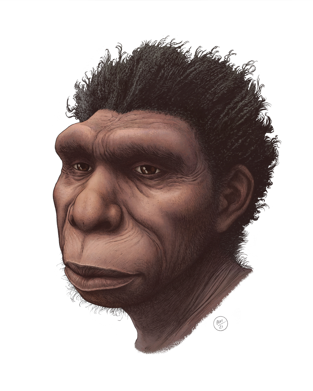 生活在50万年前中更新世时期非洲的新人种“博多人”或是现代人类直系祖先