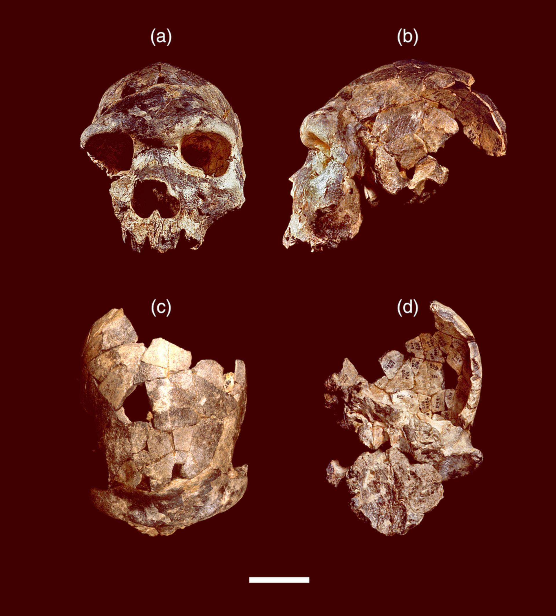 生活在50万年前中更新世时期非洲的新人种“博多人”或是现代人类直系祖先