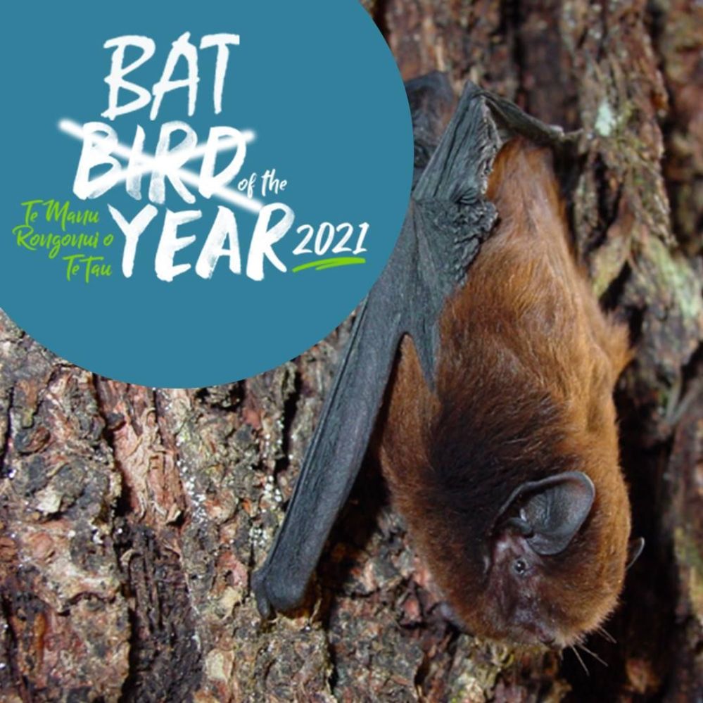 长尾蝙蝠成为2021年新西兰“年度鸟类”比赛冠军