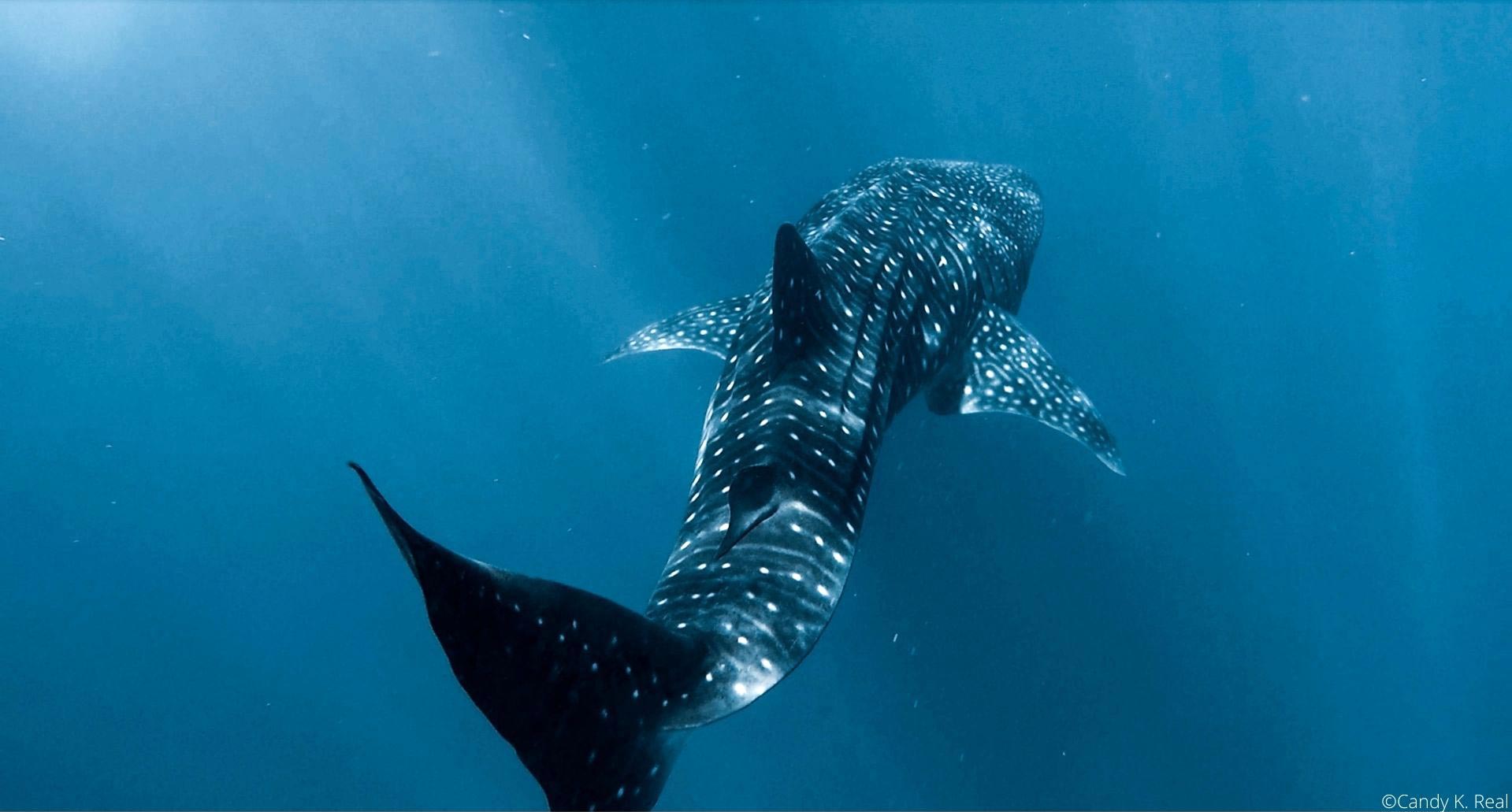 巴拿马鲸鲨的祖先可能来自世界各地水域