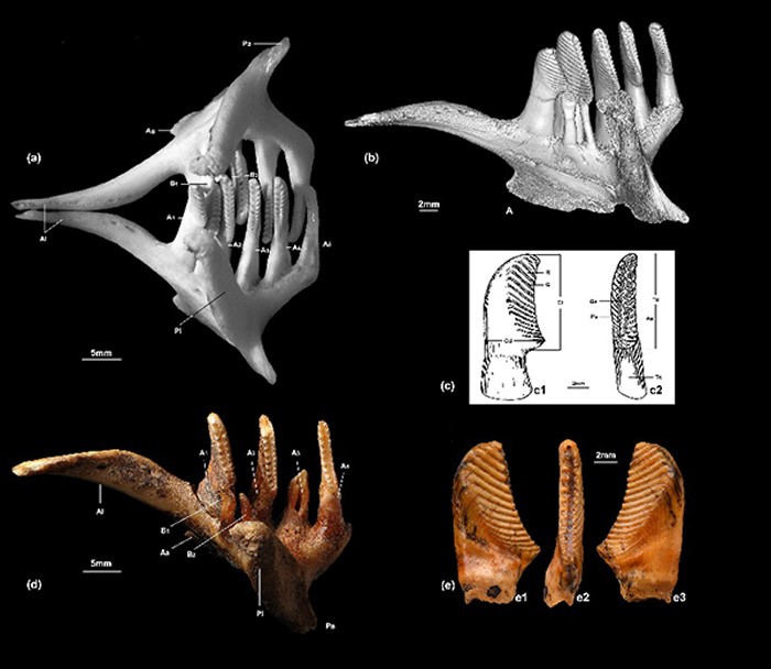 草鱼梳状咽喉齿(a) 成年草鱼Ctenopharyngodon idella (Cuvier和Valenciennes, 1844)的一对咽骨及其上的咽齿, 背