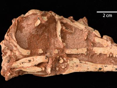 内蒙古晚白垩世地层中发现伤齿龙科恐龙新属种--内蒙古蝶猎龙
