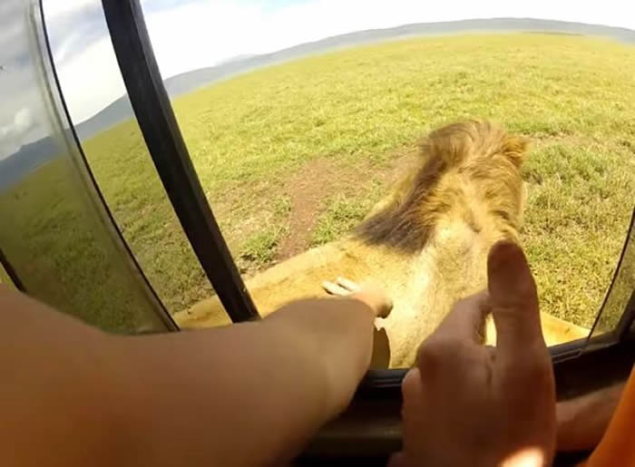 非洲肯尼亚的塞伦盖提大草原游客竟将手伸出窗外抚摸 狮子被惹怒
