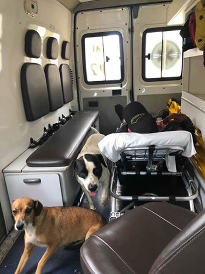 巴西男子癫痫发作送医 2只忠犬坚持坐上救护车趴在急诊室外守了一晚