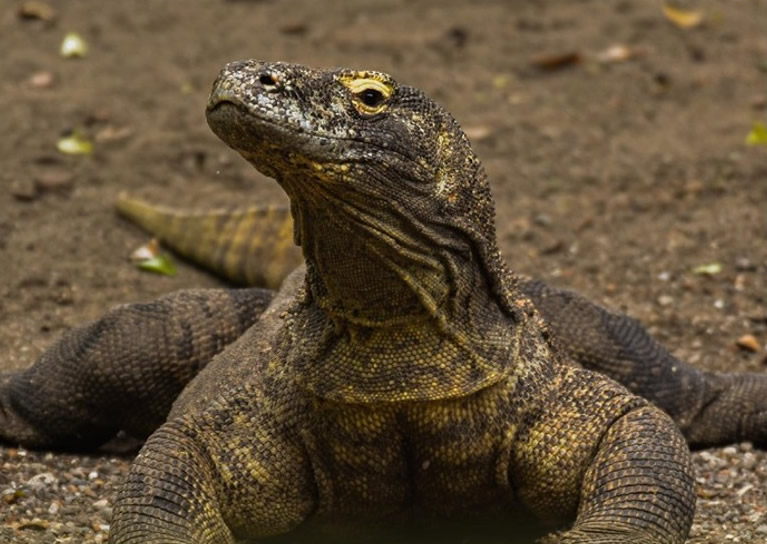 印尼东爪哇省首府泗水动物园展开繁殖计划拯救濒危科莫多龙物种