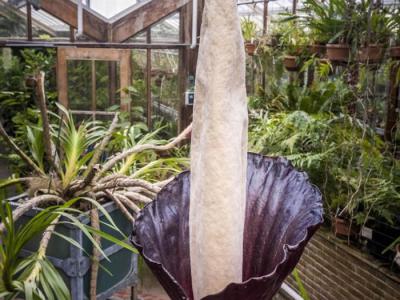 荷兰莱登植物园魔芋属草本植物“阴茎花”在睽违25年后首度开花 欧洲史上仅3次
