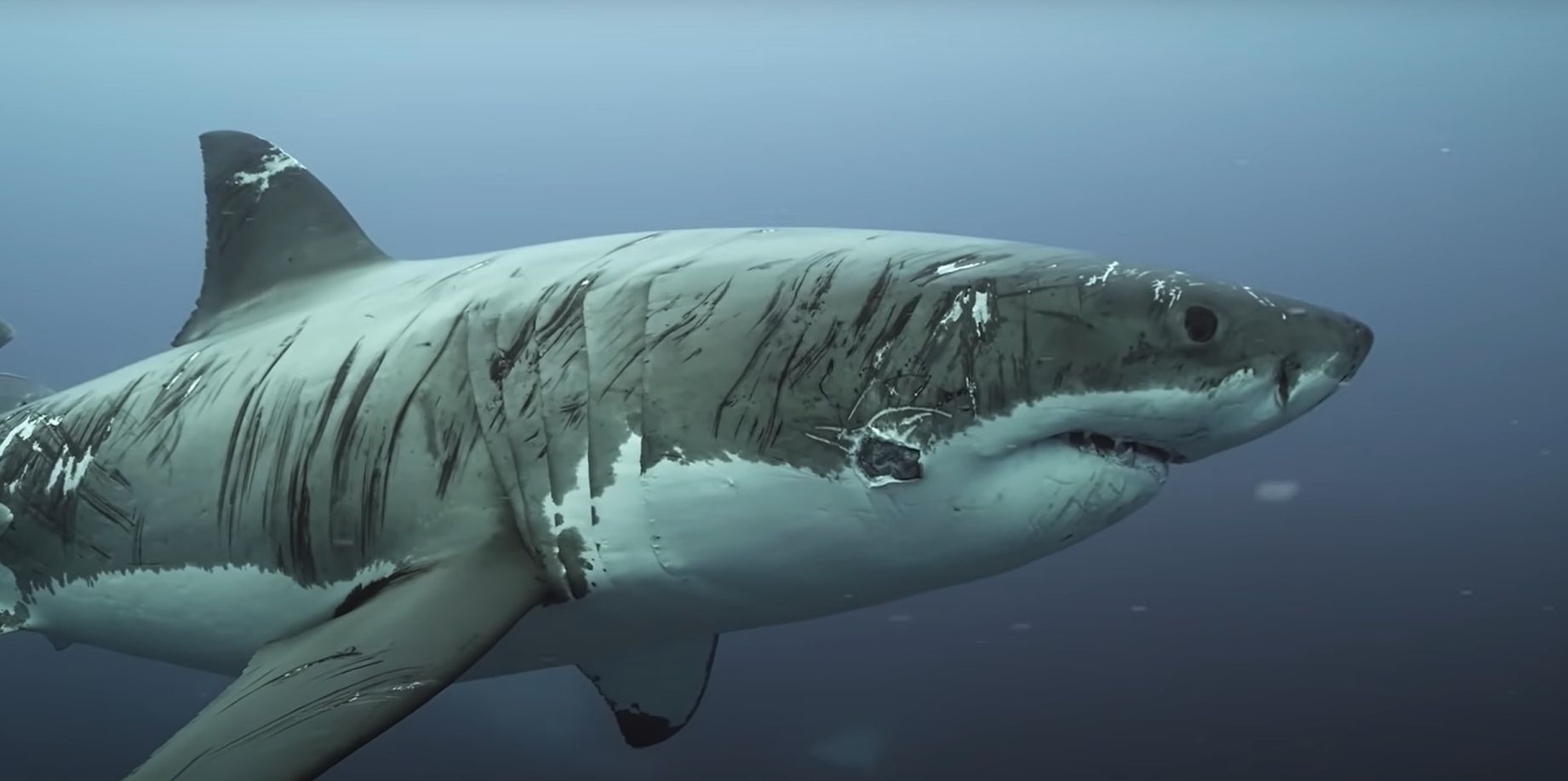 澳洲南部外海的海王星群岛海中一只大白鲨不知何故身上伤痕累累