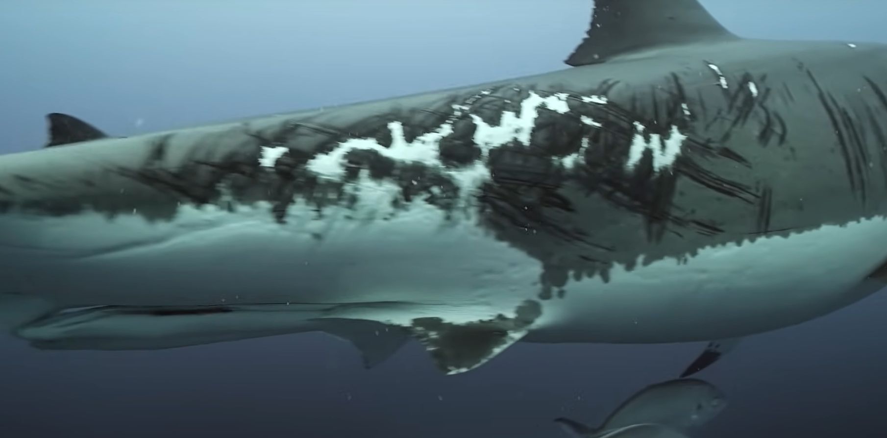 澳洲南部外海的海王星群岛海中一只大白鲨不知何故身上伤痕累累