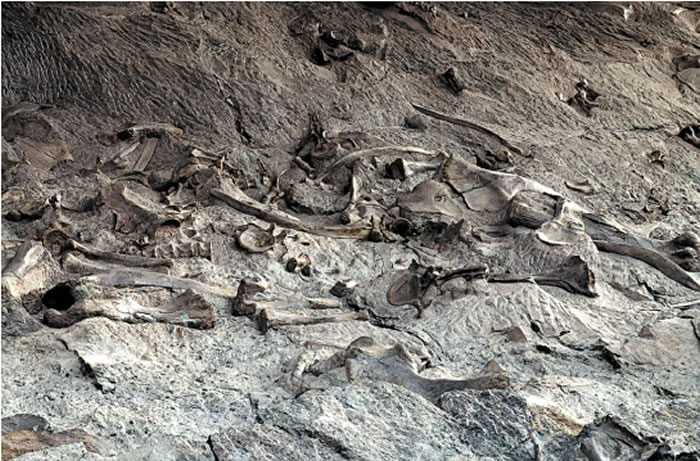 美国西部的山区中遍布着恐龙的尸骨
