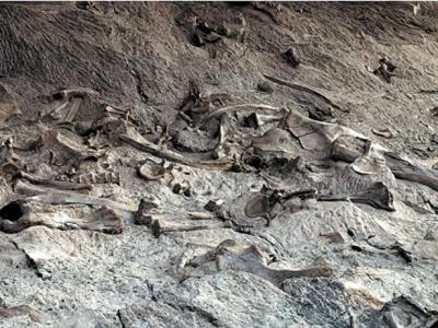 美国西部山区恐龙死亡现场调查