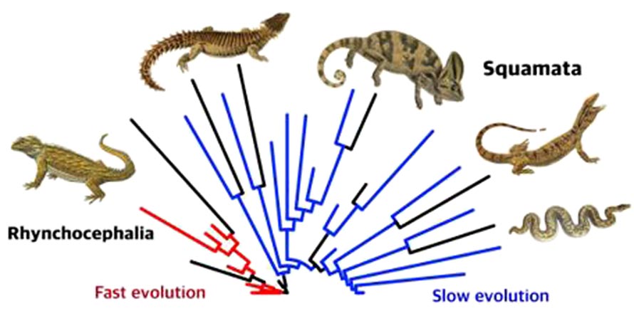 布里斯托尔大学对蜥蜴的研究发现快速进化的物种更容易灭绝