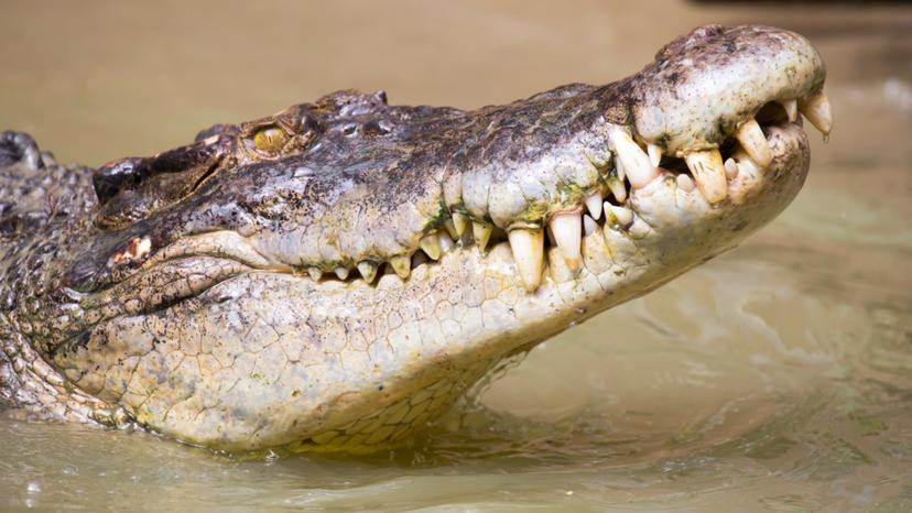 澳洲昆士兰男子在河边钓鱼被鳄鱼拖下水 用小刀狂砍成功自救