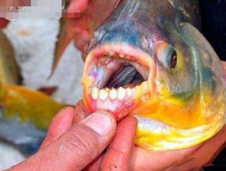 为什么人齿鱼喜欢咬裆部?人齿鱼为什么吃睾丸?