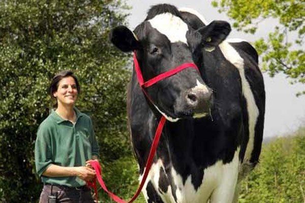 世界上最大的奶牛有多大 红辣椒有一吨多重