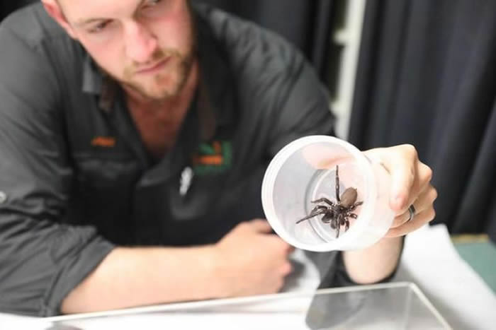 澳洲维多利亚州洪灾后爆发蜘蛛危机 大量含有剧毒的澳洲漏斗网蜘蛛倾巢而出